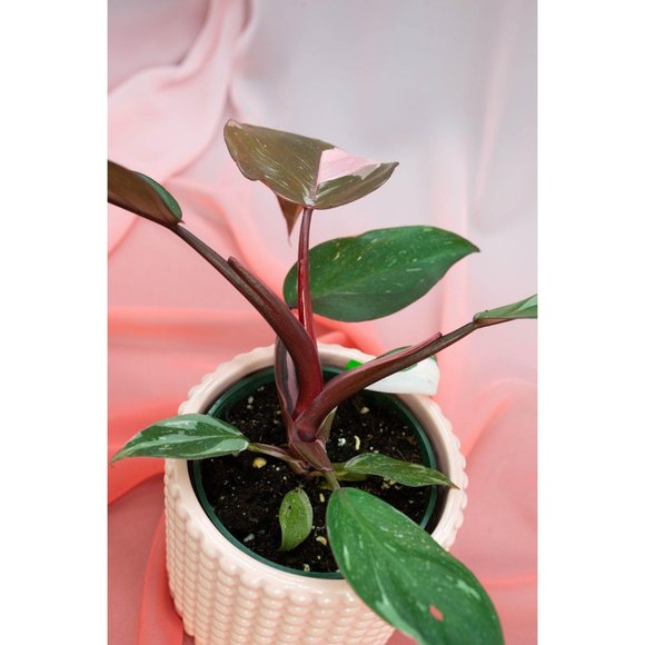 Pink Princess Philodendron 4" US Seller | RARE Pot - Picture 4 of 4